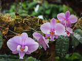 Phalaenopsis schilleriana is an orchid of the Phalaenopsis genus of the Epidendroideae subfamily of the Orchidaceae family. natives of the philippines