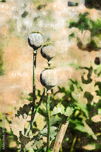 Ripe poppies. Three green poppy heads. Digital watercolor painting. Canvas texture