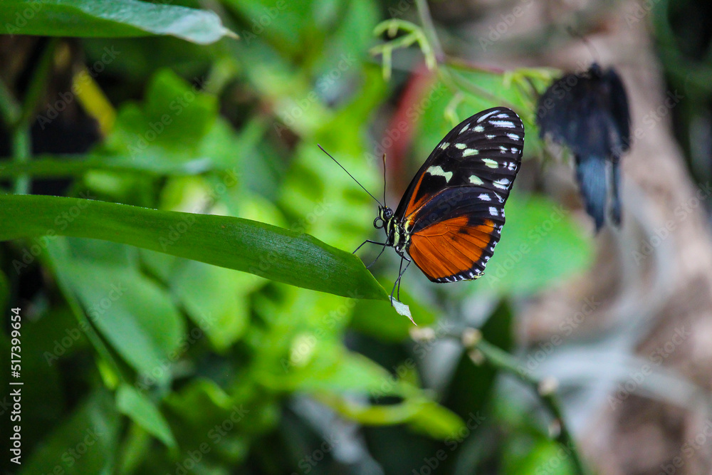 Beautiful butterflies in Montreal Insectarium Beautiful butterflies in Montreal Insectarium