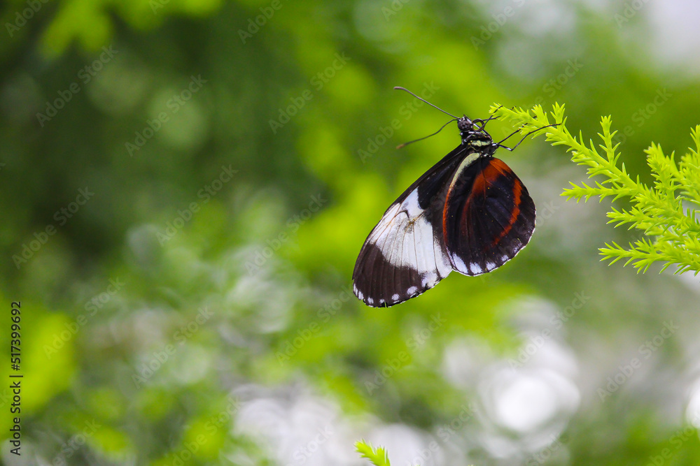 Beautiful butterflies in Montreal Insectarium Beautiful butterflies in Montreal Insectarium