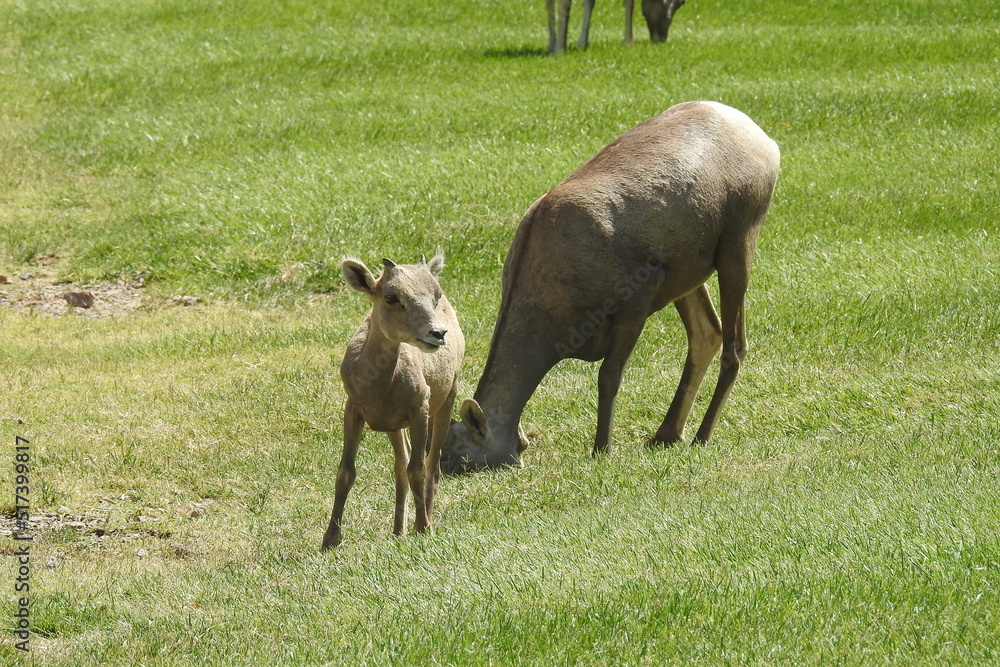 A mama desert bighorn sheep, ewe and her little lamb, enjoying a beautiful day at Hemenway Park, Boulder City, Nevada. A mama desert bighorn sheep, ewe and her little lamb, enjoying a beautiful day at Hemenway Park, Boulder City, Nevada.