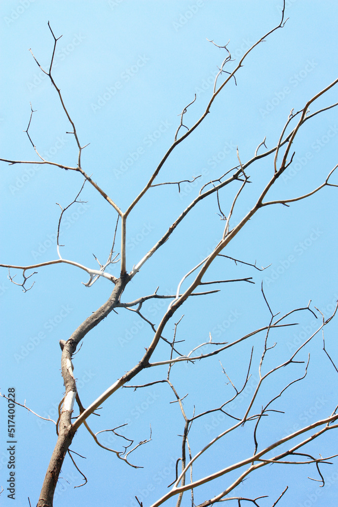 dry branch of dead tree. dry branch of tree on sky background. Dry wooden stick on sky background.
