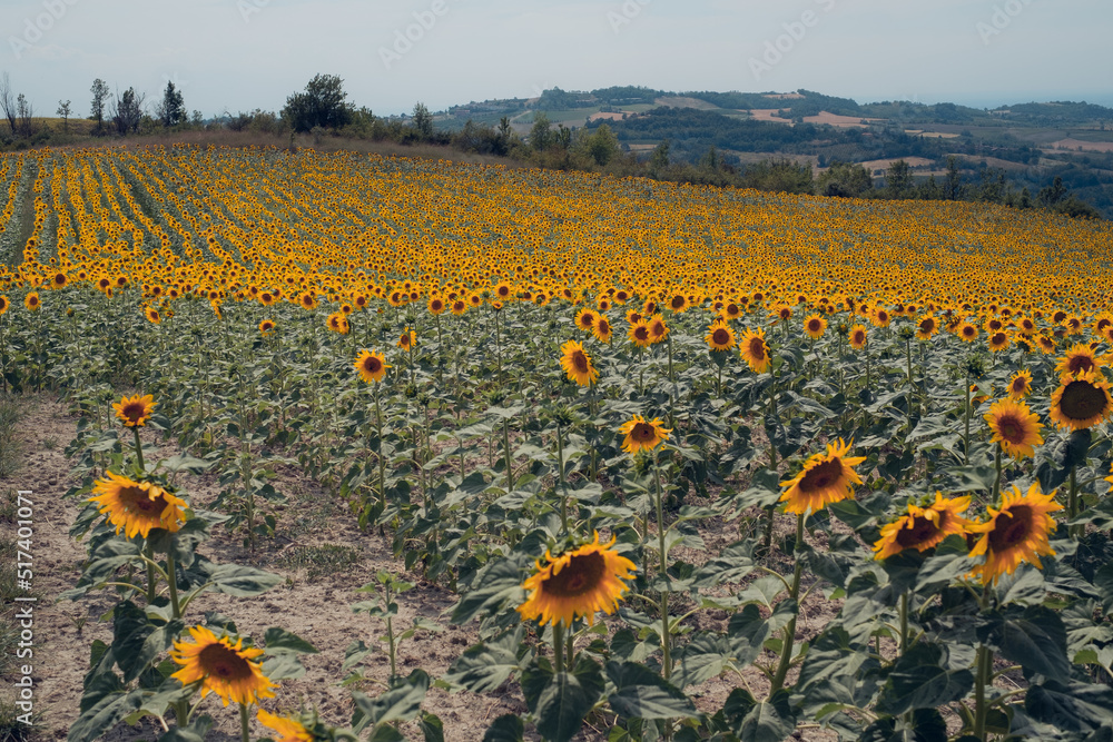 Obraz premium A big sunflowers field in summer in Italy