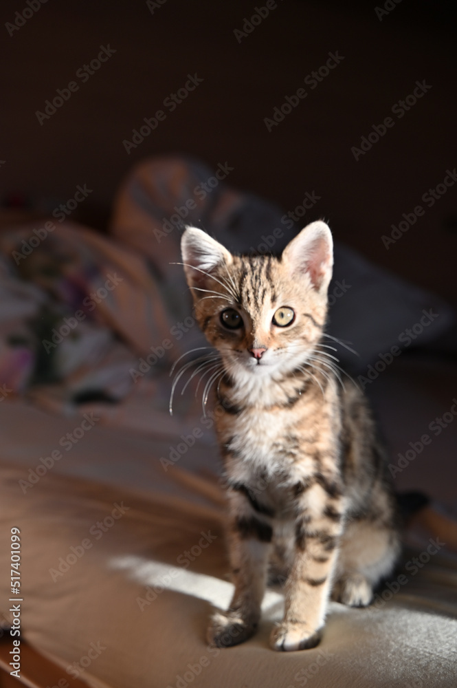 Babykatze Babykatze