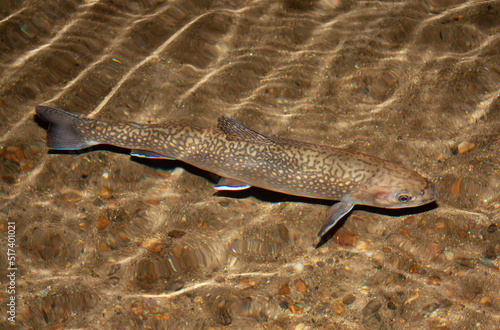 Brown Trout