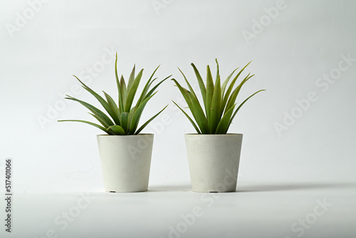 plant in a pot isolated on white background