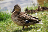 Mallard duck on grass, water in background