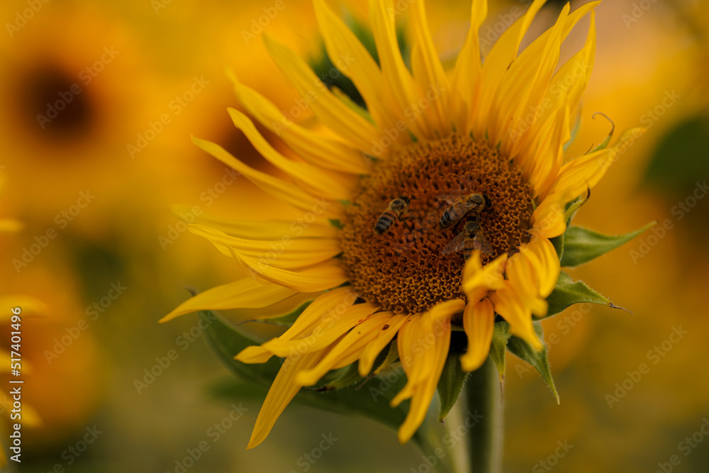 Fototapeta premium Sunflower closeup with insects