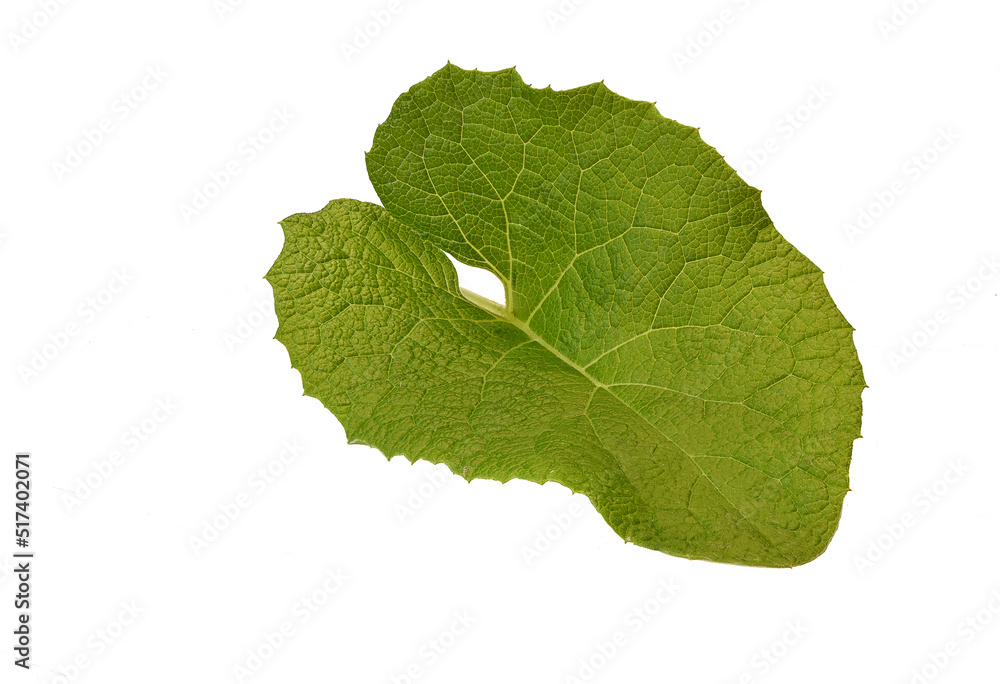 Obraz premium green burdock leaves on white background