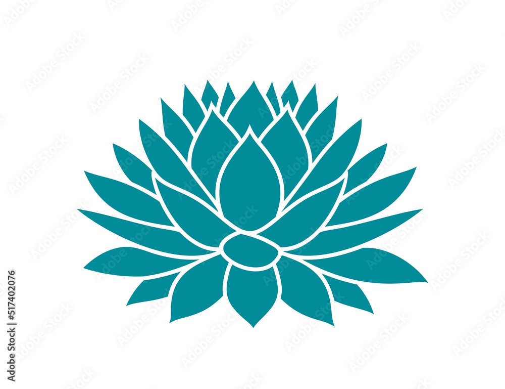 Blue agave. Isolated agave on white background Blue agave. Isolated agave on white background