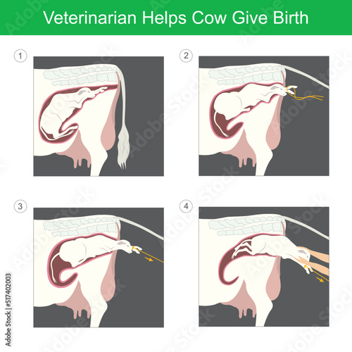 Veterinarian Helps Cow Give Birth. Illustration a calf first birth by it helps from the veterinarian..