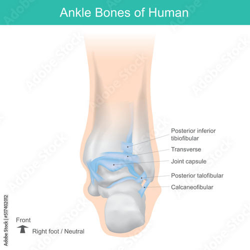 Ankle Bones of Human, Correct position ankle bones of human. Anatomy health care illustration..