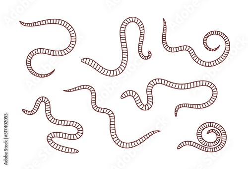 Earthworm outline. Isolated earthworm on white background