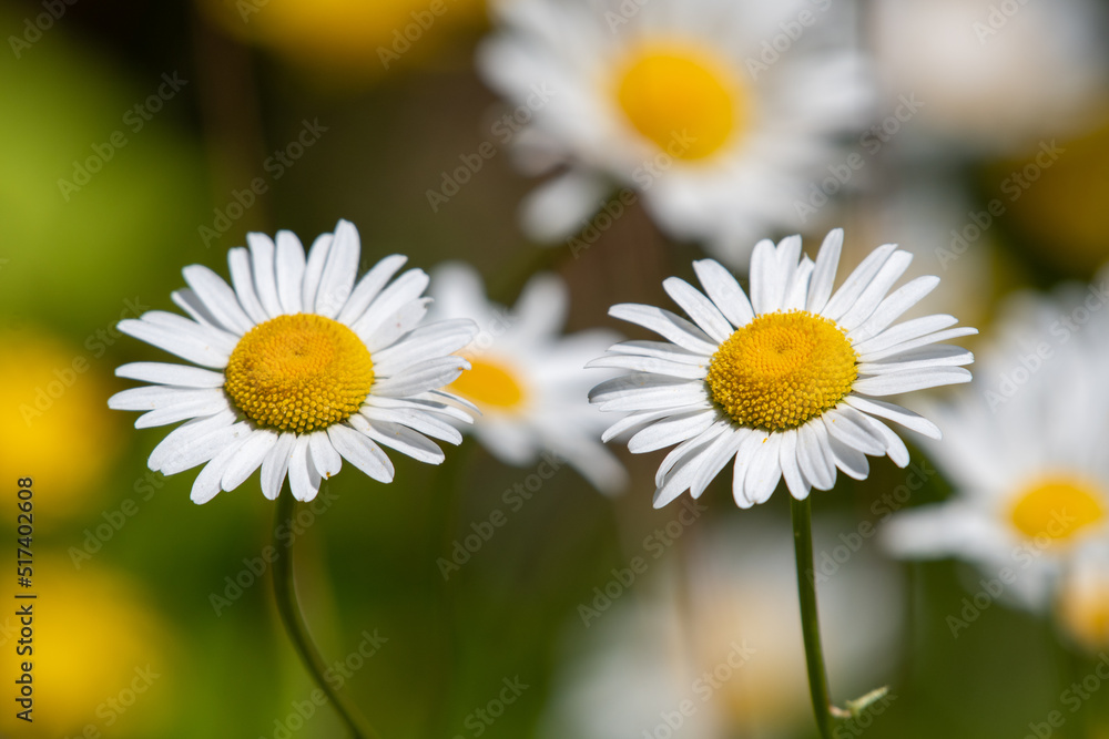 Fototapeta premium daisies in a field with green background