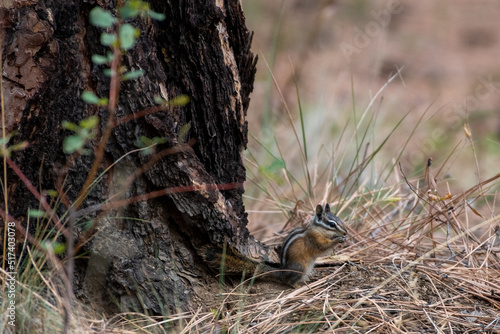 Chipmunk at the base of a tree © alex