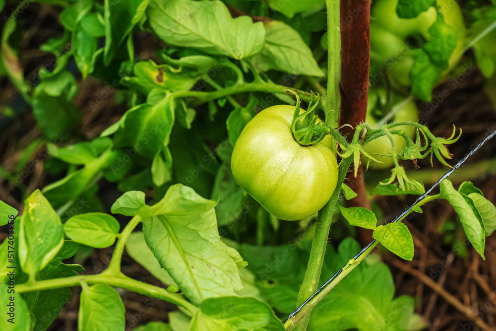 Fototapeta premium Green and unripe tomatoes hang on a bush. Large fruits of immature vegetables. Vegetable plantation with tomatoes. Growing organic products.