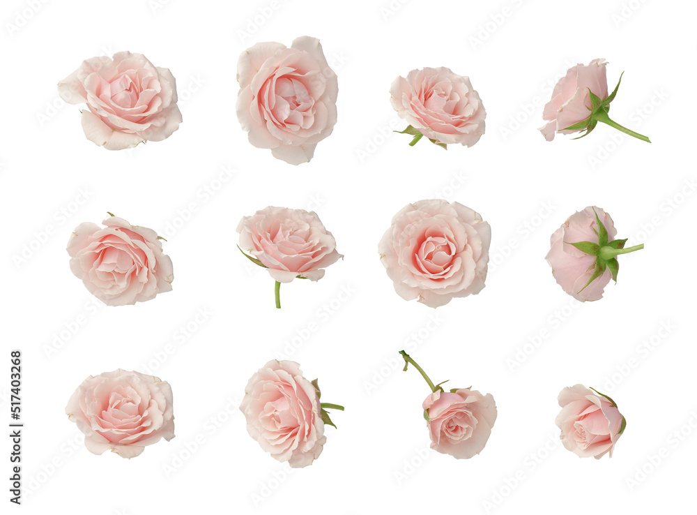 Pink roses, set, cut out - obrazy, fototapety, plakaty 