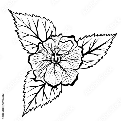 Hibiscus flowers with leaves drawing and sketch with line art on white backgrounds.