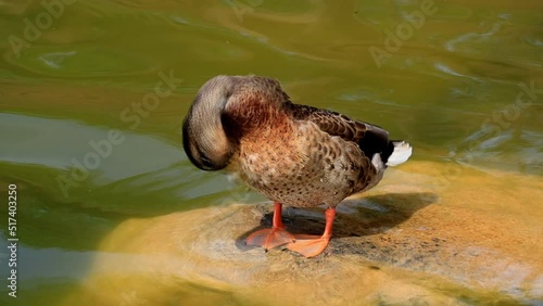 Duck cleans feathers on the lake