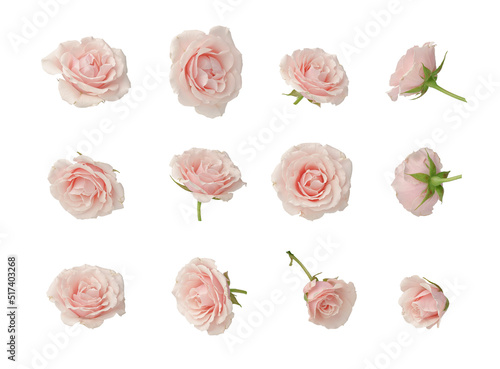 Pink roses, set, cut out photo