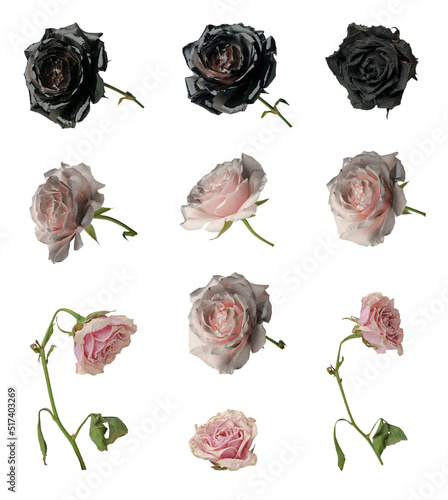 Dead black and pink roses, cut out, set
