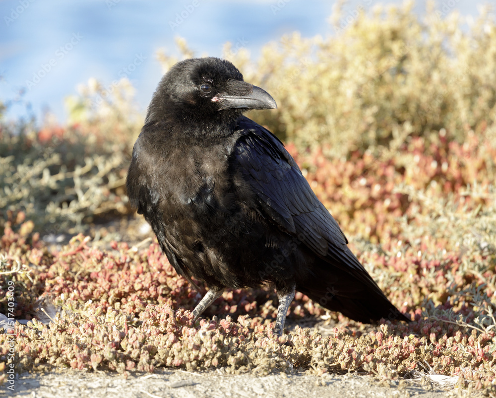 Fototapeta premium Common Raven standing on marshland. Santa Clara County County, California, USA.