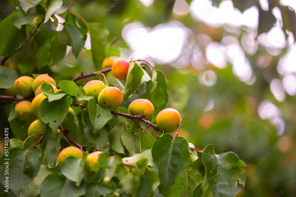 Harvest of apricots on a plantation in the garden. Fruit trees with apricots. Ripe fruit fruits