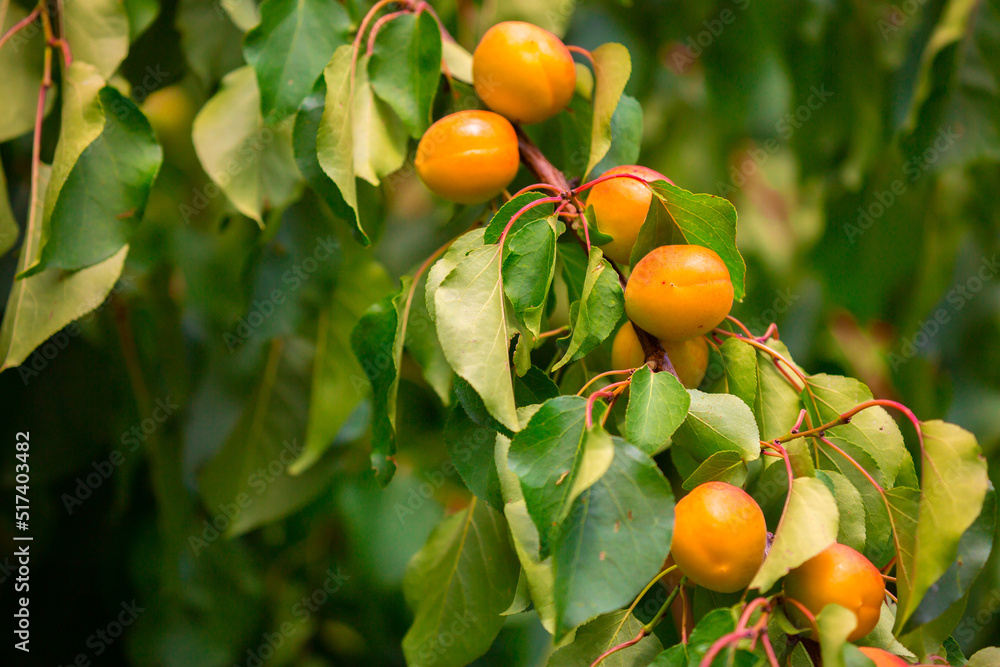 Harvest of apricots on a plantation in the garden. Fruit trees with apricots. Ripe fruit fruits on the branches of a tree. Gardening in agriculture.