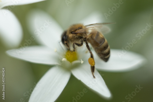 Macro photo of a bee. The bee collects pollen. Bee on a white flower.