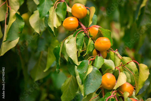 Harvest of apricots on a plantation in the garden. Fruit trees with apricots. Ripe fruit fruits on the branches of a tree. Gardening in agriculture.