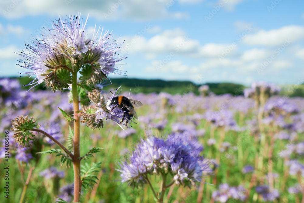 Pszczoły i trzmiele, bąki pracowicie zbierają nektar i pyłek z pola facelii. Za chwilę zaniosą je do ula i będą produkować miód. - obrazy, fototapety, plakaty 
