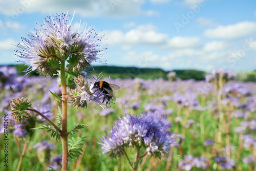 Pszczoły i trzmiele, bąki pracowicie zbierają nektar i pyłek z pola facelii. Za chwilę zaniosą je do ula i będą produkować miód.