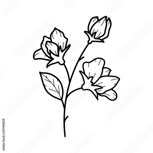 Beautiful sweet pea flower with leaves, line art plant branch. Vector botanical illustration
