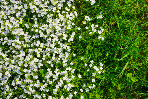 Spring flowers and fresh green grass. Plants as a background. Small whole flowers. Nature and plants.