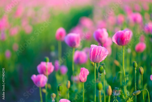 Poppies in the field. Spring flowers and fresh green grass. Plants as a backg...