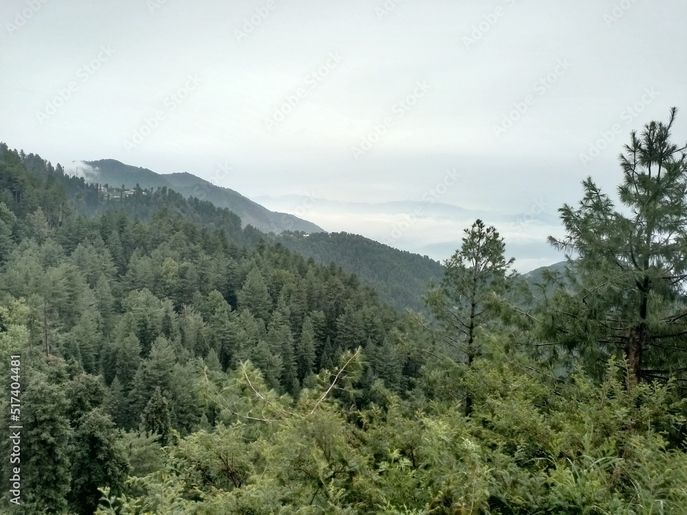 pine forest in the mountains