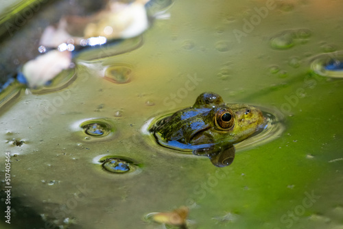 frog in water partially submerged 