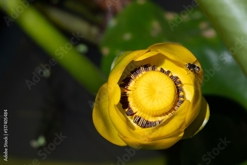 close up of yellow flower