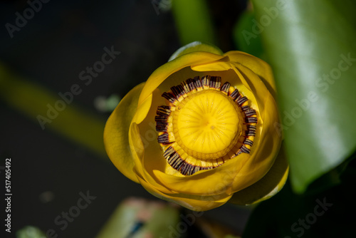 close up of yellow flower