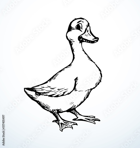 Cute duckling. Vector outline drawing