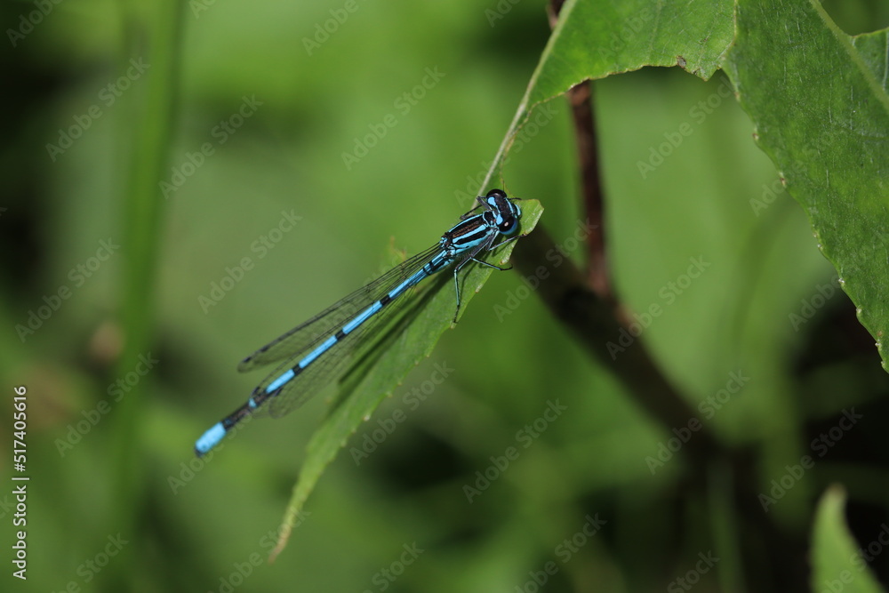 dragonfly on a leaf, Azure damselfly blue dragonfly on a blade of grass macro dragonfly on a leaf, Azure damselfly blue dragonfly on a blade of grass macro