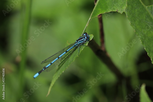 dragonfly on a leaf, Azure damselfly blue dragonfly on a blade of grass macro © MYKHAILO KUSHEI