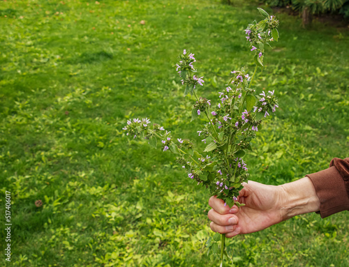 A woman holds a medicinal plant motherwort in her hand. The concept of traditional medicine.