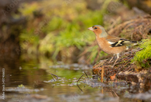 Male Chaffinch, Fringilla coelebs,at the edge of a pond copy space © © Raymond Orton