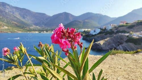 Pink flower and mointains in Bali, Crete photo