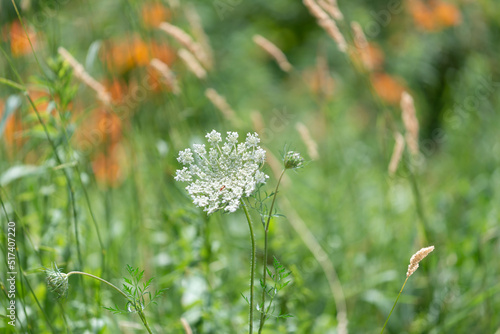 wild carrot and grass in the park