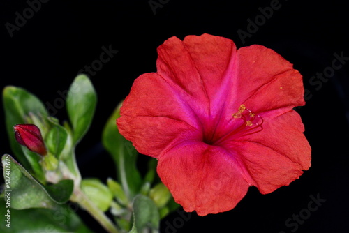Red Mirabilis Jalapa flower, also known as Marvel of Peru or Four O'Clock Flower with blurry green leaves isolated on black background.