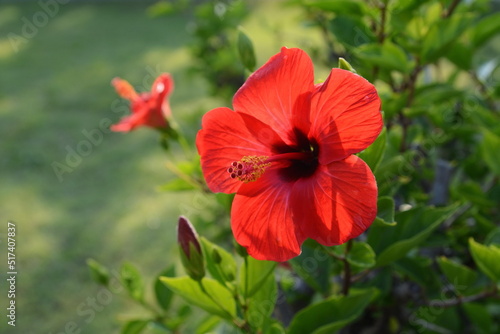 Red Hibiscus flowers (China rose, Chinese hibiscus,Hawaiian hibiscus) in tropical garden 