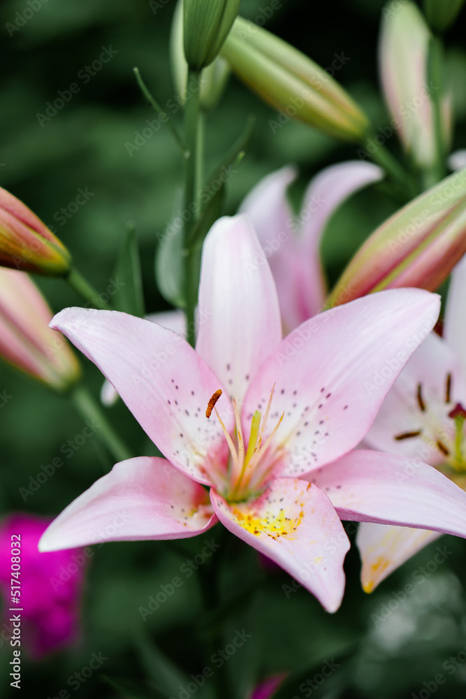 beautiful blooming pink lilies in the garden