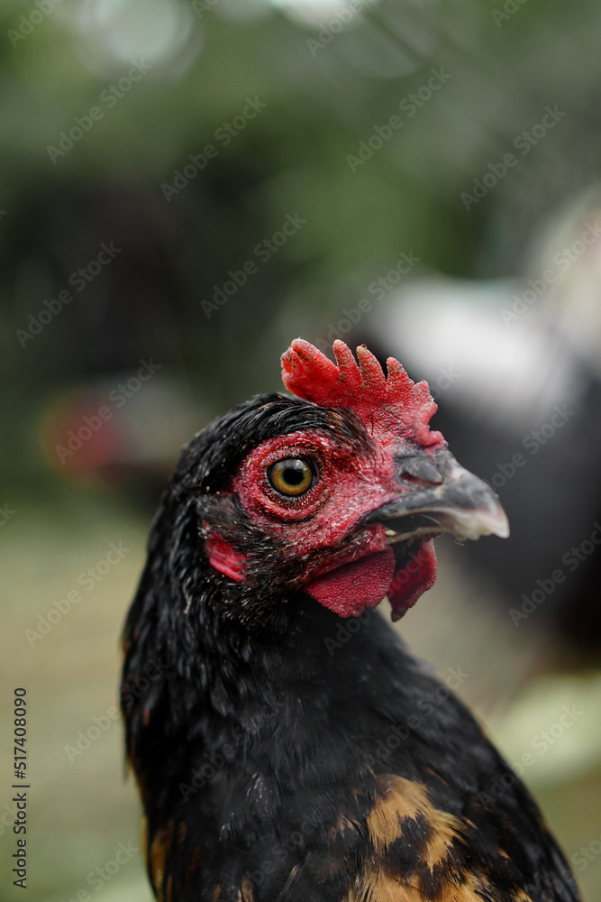 black chicken head close-up
